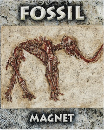 Mammoth Fossil Magnet