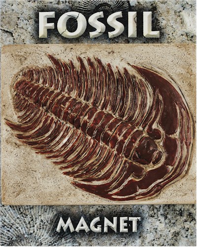 Trilobite Fossil Magnet